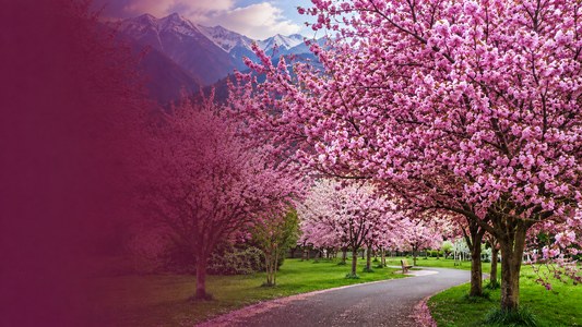 Cherry and Fruit Blossoms: Springtime in Kashmir’s Orchards