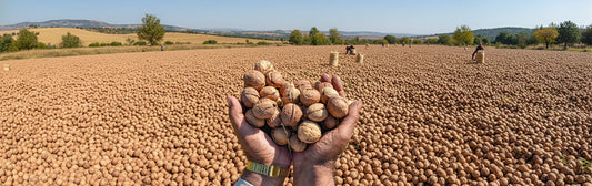 The Complete Guide to Kashmiri Walnuts: Origin, Taste, and Uses
