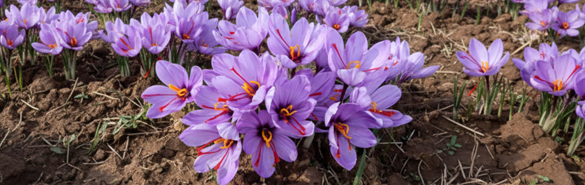 The Golden Thread of Kashmir: Everything You Need to Know About Saffron