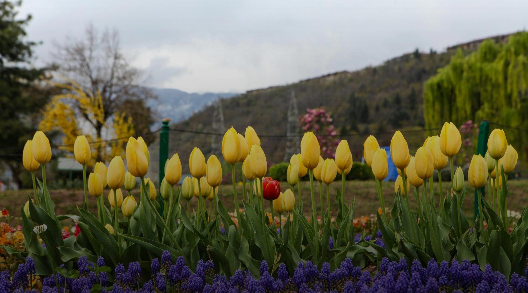 Tulip Garden in Srinagar: A Complete Guide to Kashmir’s Blooming Paradise